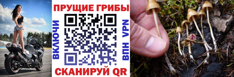 Галлюциногенные грибы прущие грибы  где купить наркоту  Муром 